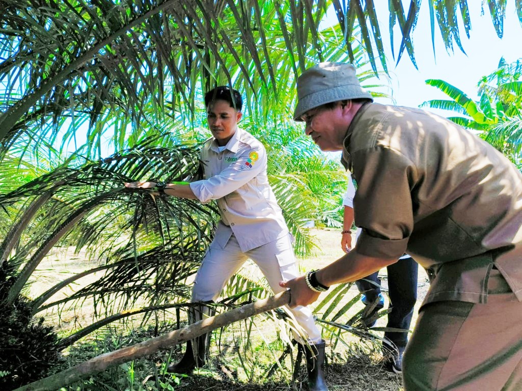 Kelompok Tani Kembang Tanjung Panen Perdana, Program PSR Tingkatkan  Pendapatan Petani Sawit