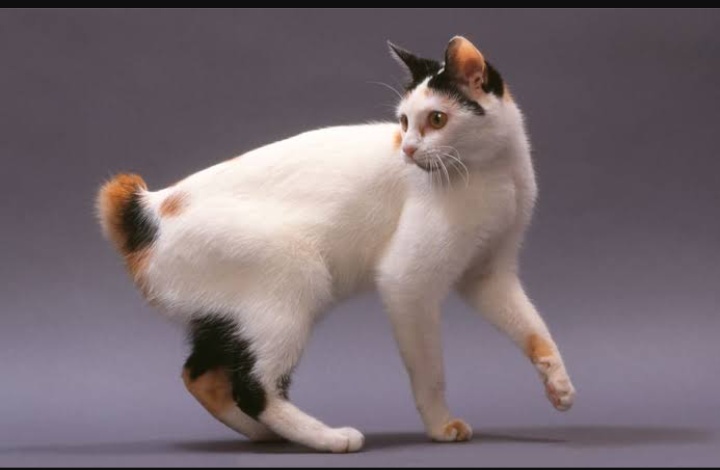 Maneki Neko Adalah Kucing Japanese Bobtail yang Cantik dan Tercatat di Dokumen Kuno Jepang 