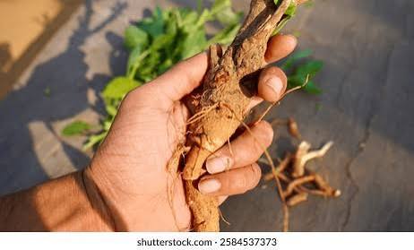 Manfaat Tersembunyi Akar Ashwagandha