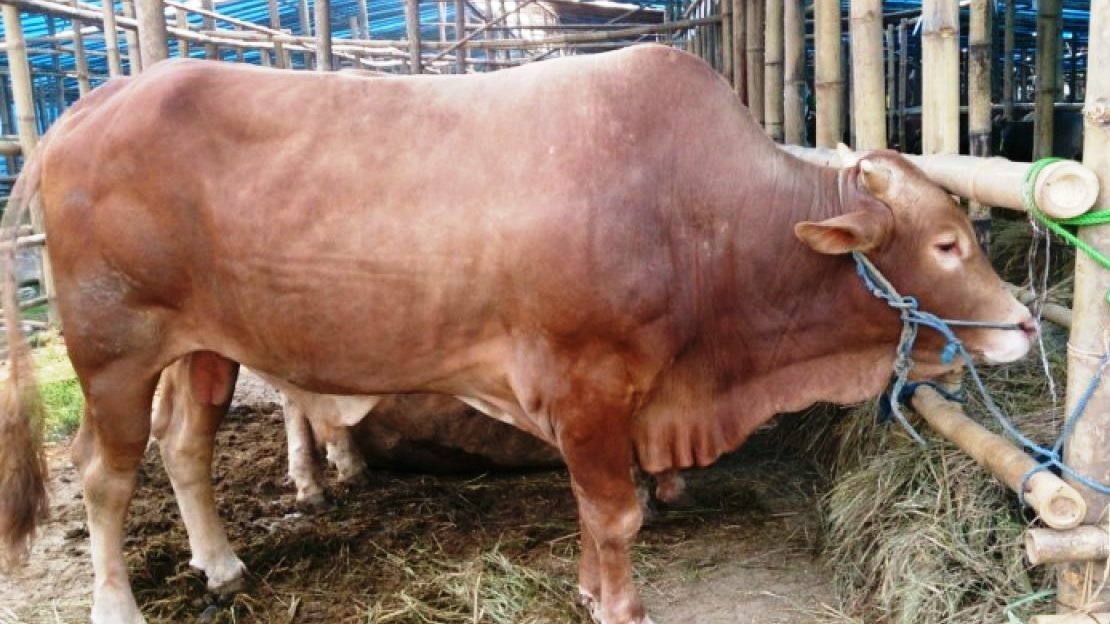 Kebutuhan Daging Sapi  Aman, Ribuan Sapi  di Mukomuko Siap Dipotong 