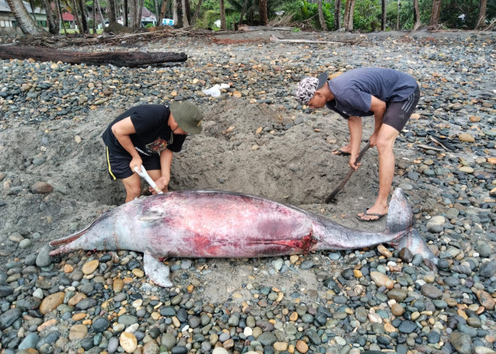 Lumba-lumba yang Terdampar di Pantai Air Punggur Mukomuko Dikubur 