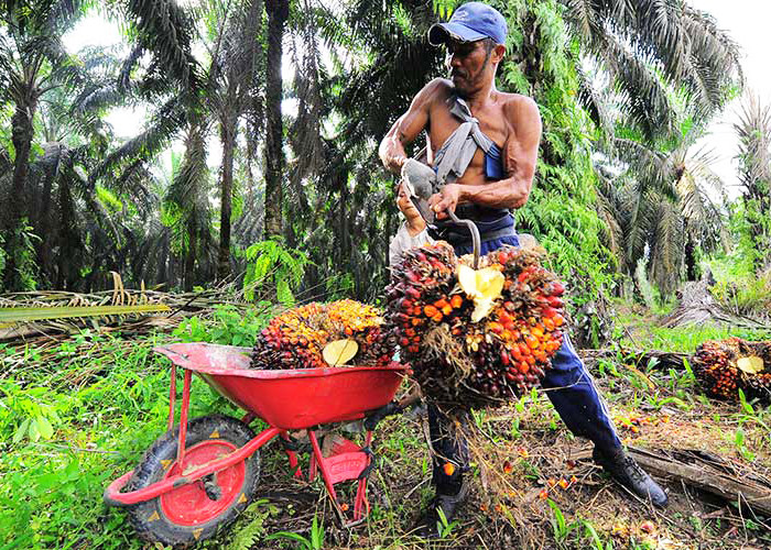 Harga TBS Murah di Bengkulu Itu Lantaran Infrastruktur Banyak Rusak