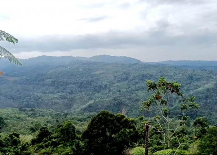 Tambang Emas Bukit Sanggul Dukung Perekonomian Provinsi Bengkulu