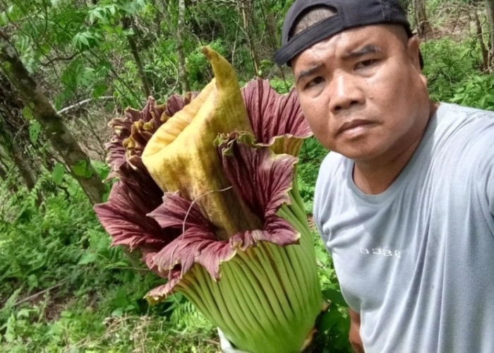 Heboh Banget, Warga Padang Siring   Temukan Bunga Bangkai Raksasa Sedang Mekar