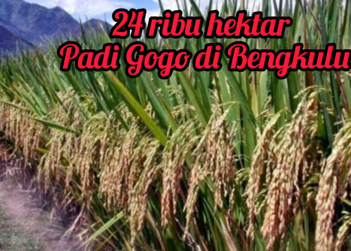 Provinsi Bengkulu Target Dapat Menanam Padi Gogo Seluas 24 Ribu Hektar