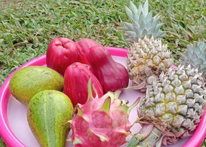 Nikmatnya Berkah Ramadan: Takjil Segar dari Kebun Sendiri