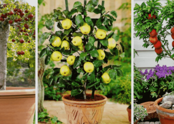 Ini Tujuh  Tanaman  yang Cepat Berbuah dalam Pot 