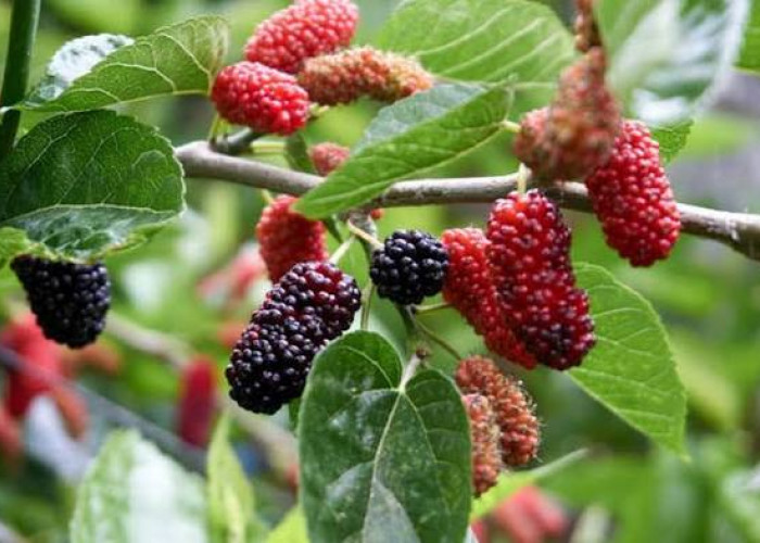 Jarang tahu! Inilah 5 khasiat daun murbei yang kaya akan vitamin, cocok buat kesehatan jantung loh