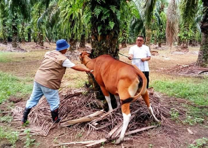 Ribuan Ternak di Bengkulu Selatan Diberi Vaksin, Ini Alasannya