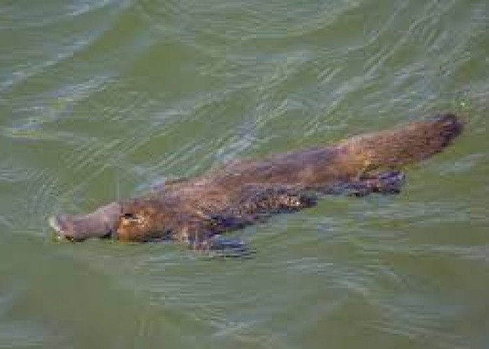 Hewan Unik dan Langka: Platypus, Hewan Mamalia yang Bertelur dari Australia