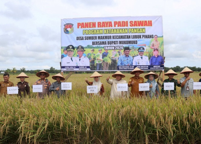 Bupati Mukomuko Panen Raya di Sumber Makmur 