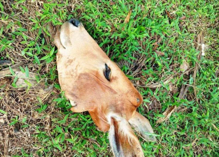 Warga Temukan Kepala Sapi di Muara Jaya, Diduga Kelakuan Pencurian Ternak