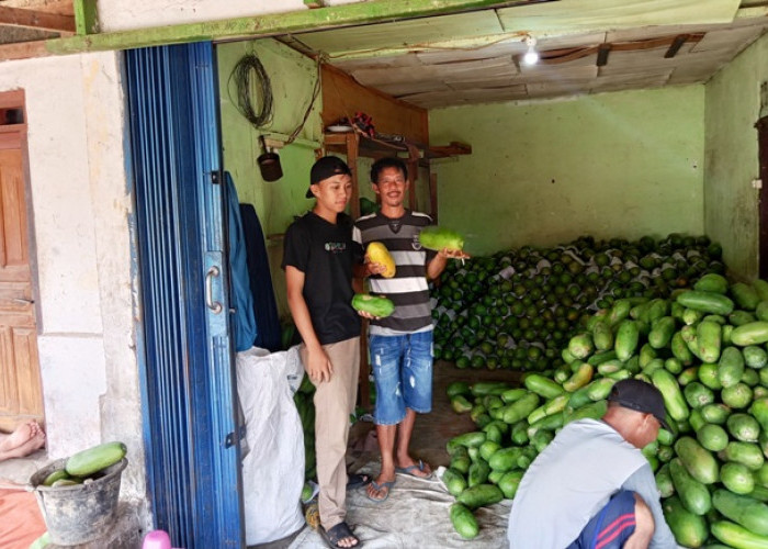 Pedagang Buah Pepaya Asal Kepahiang Sukses Bisnis hingga ke  Jawa