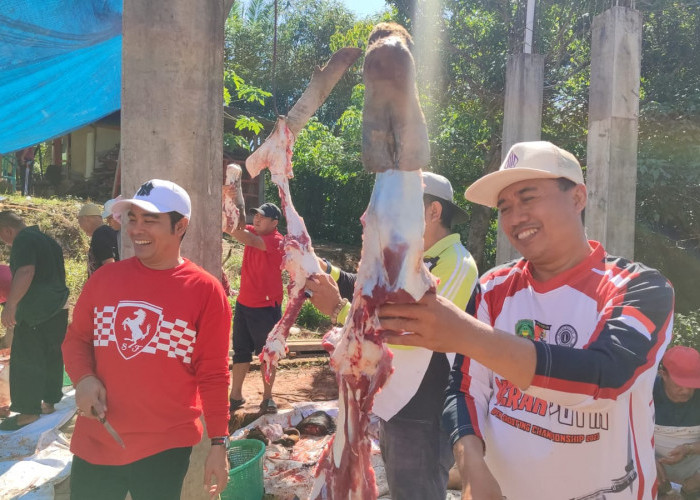 Idul Adha 2026: Hewan Qurban Kemenag Kota Bengkulu Naik 6 Persen, Total Mencapai 2.426 Ekor Se Kota 