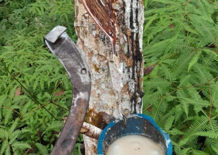 Harga Karet Mandek, Petani Pilih 'Move On' ke Sawit Demi Dapur Tetap Ngebul