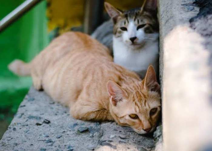 5 Manfaat Adopsi Kucing Terlantar dan Cara Berkontribusi dalam Upaya Menyelamatkan Kucing Jalanan