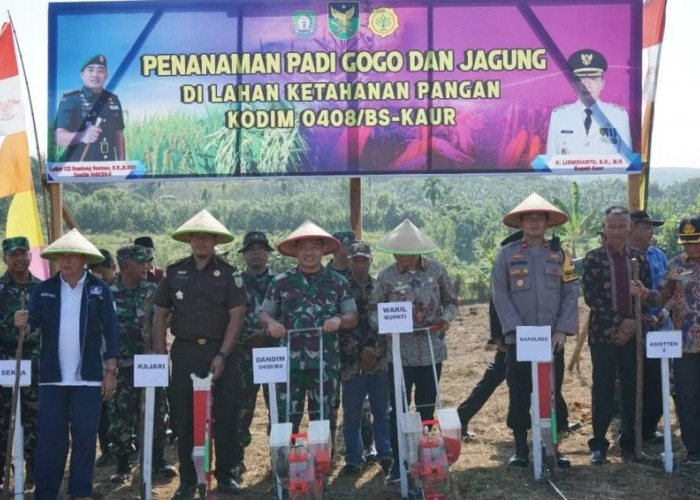Kodim 0408 Bengkulu Selatan- Kaur Adakan  Gerakan Penanaman Padi Gogo  dan Jagung