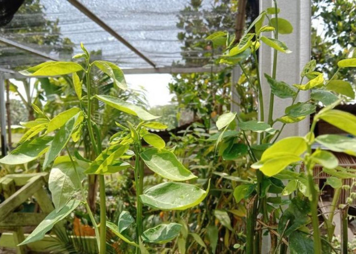 Ini Dia  Manfaat Sayur Daun Katuk Untuk Kesehatan