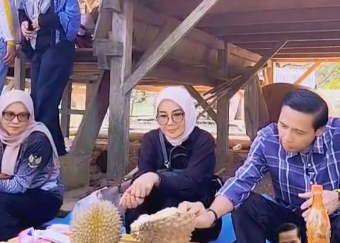 Dari Cawang Kidau, Bupati Gusril Gaungkan Kaur sebagai Sentra Durian dan Agrowisata Unggulan