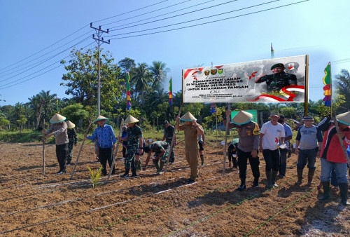 Kodim 0408 Bengkulu Selatan Tanam Jagung 