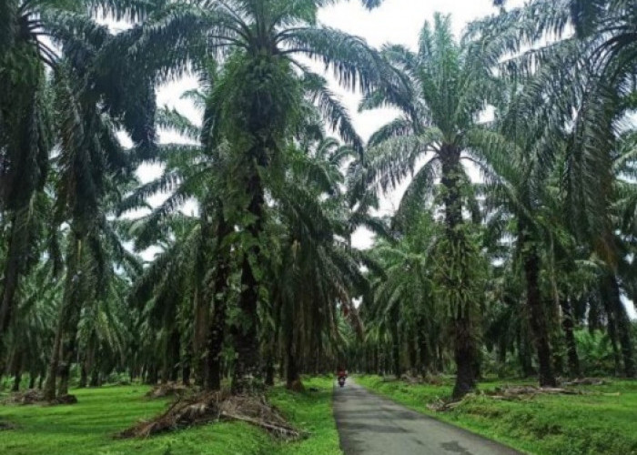  Peneliti IPB Bilang Tanaman Sawit Itu Bukan Penyebab Utama Banjir