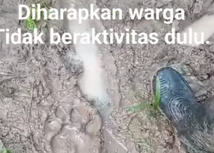 Jejak Harimau Mengarah ke Danau Nibung Sudah Tiba di Wilayah Pondok Kopi 