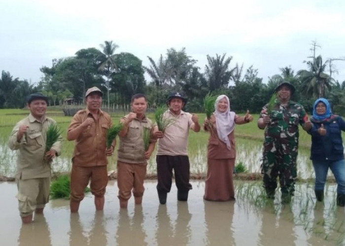  Babinsa Turun ke Sawah, Bantu Petani Tanjung Raman Sukseskan Program Ketahanan Pangan