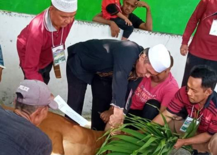 Jemaah Mesjid  Jami' Babussalam Kota Bengkulu Kurban Tujuh Ekor Sapi