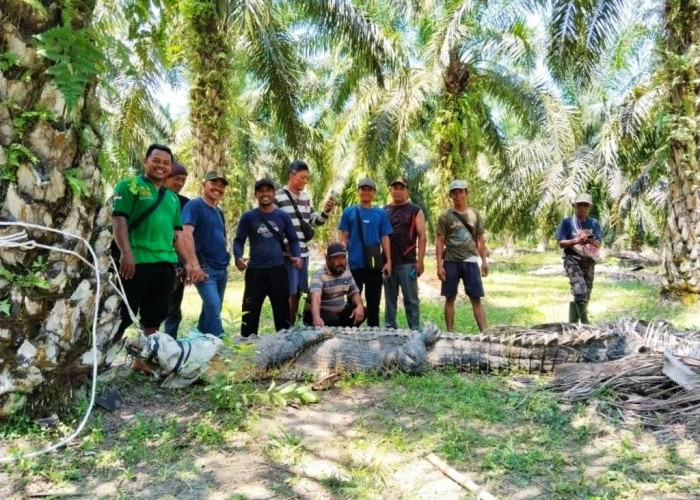 Seekor Buaya Besar di Mukomuko Mengamuk Hingga Pecahkan Kaca Mobil Kepolisian 