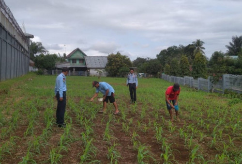 WBP Lapas Arga Makmur   Pupuk Jagung  SAE Pertanian 