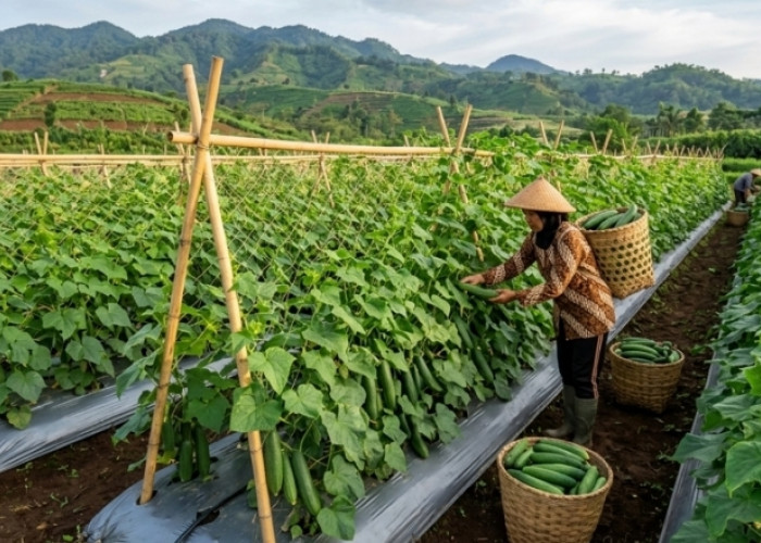 Ini Panduan Praktis Budidaya Mentimun Organik untuk Panen Melimpah 