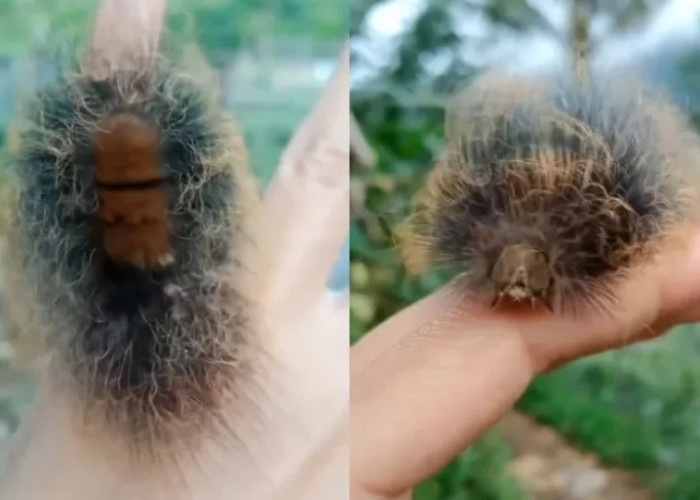 Viral Heboh! Wanita ini Menemukan Ulat Unik di Persawahan Sekitar Yogyakarta