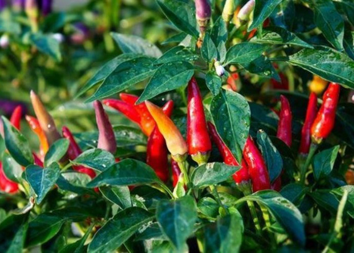 Ini Rahasia Menanam Cabai di Pot agar Berbuah Lebat 