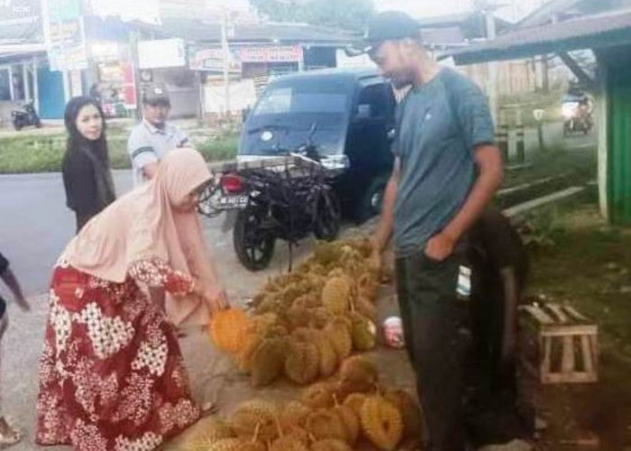 Durian Seluma Dijadikan  Tempoyak dan Lempuk