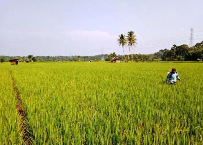 Dinas Pertanian  Bengkulu Tengah Imbau Petani Hentikan Alih Fungsi Lahan