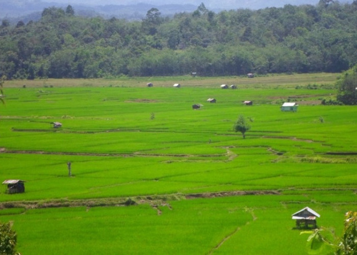 BSBI Bengkulu Siapkan Bantuan 117 Ton   Benih Padi Untuk Bengkulu Tengah 