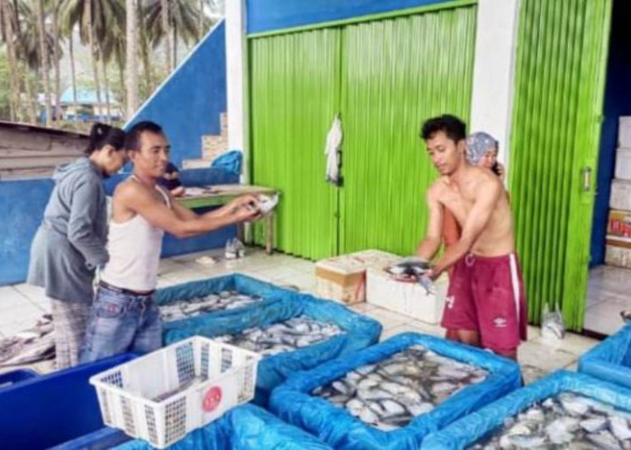 Walau Harga Murah, Ikan Kapak Bawa Berkah untuk Nelayan Linau