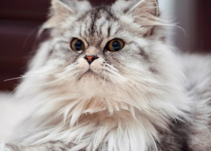 Hukum Menabrak Kucing  Menurut Al-Qur'an dan Hadist