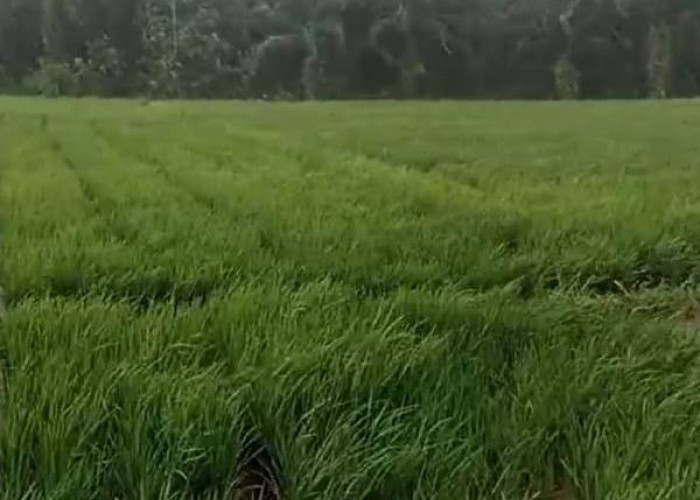  Petani di Kecamatan Seluma Selatan Terancam Gagal Panen