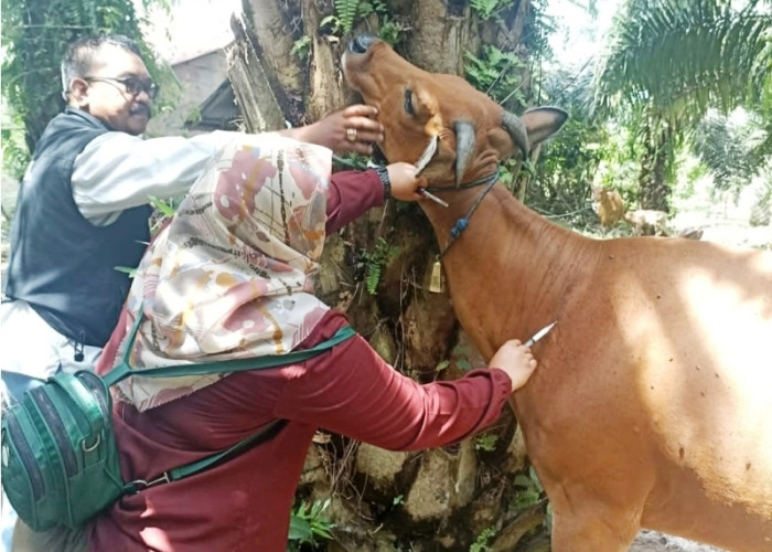 Penyakit Sapi Ngorok Tidak Terdengar Lagi, Distan Bengkulu Selatan Dapat Bantuan 1.200 Dosis Vaksin