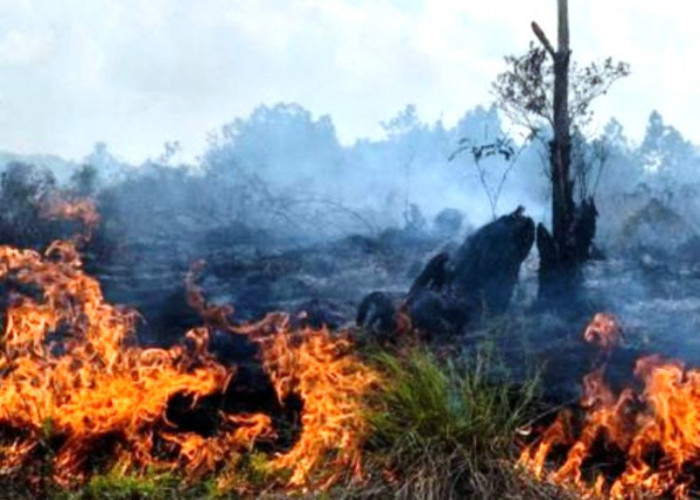 Warga Kota Bengkulu, Seluma, Pulau Enggano Diminta Waspada, Hutan dan Lahan Mudah Terbakar  