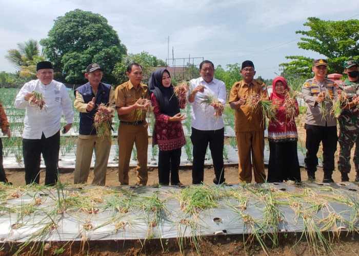 Bupati Mian Panen  Bawang Merah