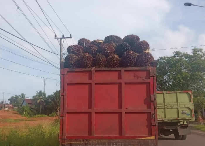 Warga Mengeluh, Truk Sawit Tanpa Jaring Pengaman Terus Lewat di Jalan Lintas Bengkulu Tengah