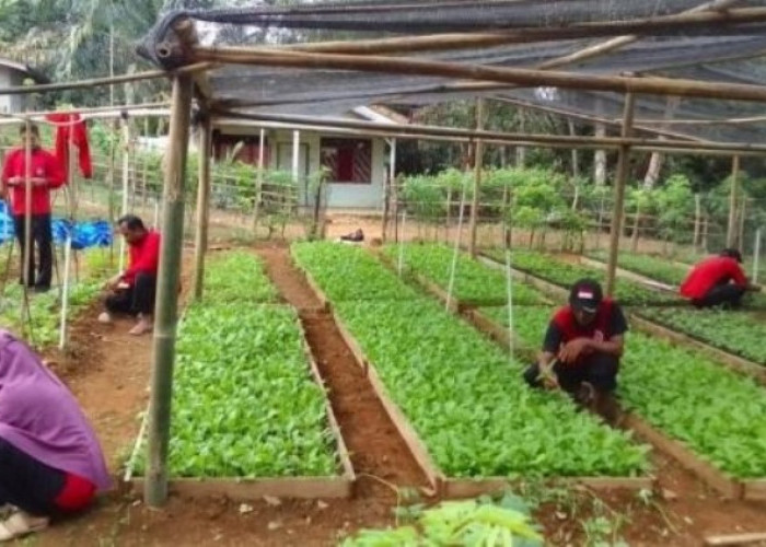 Semoga Meningkatkan Kesejahteraan, Tanaman Holtikultura Jadi Pilihan Ketahanan Pangan Desa Peninjau
