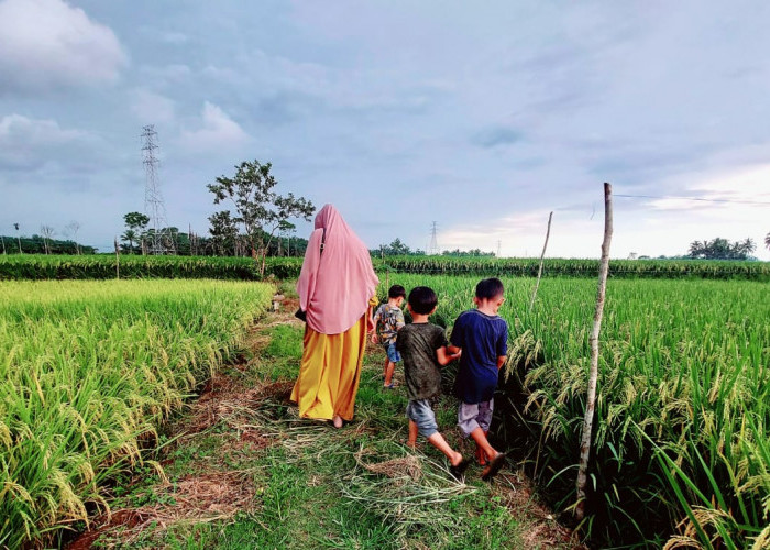 Jumlah Produksi Padi di Mukomuko Capai 31.764 Ton pada MT Tahun 2024