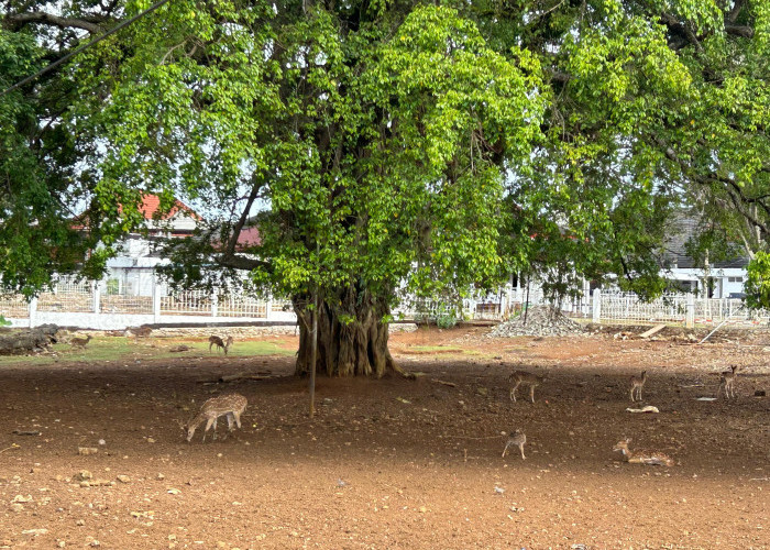  Rusa-Rusa di Rumah Dinas Gubernur Bengkulu Jadi Ikon Wisata Menarik