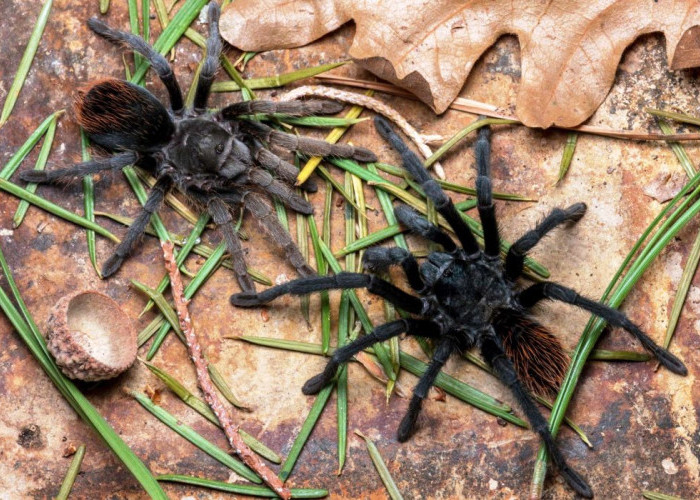  Beragam Khasiat Racun Tarantula Untuk Pengobatan, Mulai dari Pereda Nyeri Hingga Penyakit Saraf