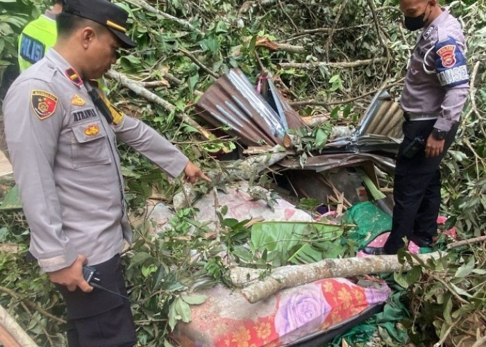 Janda Penghuni Warung  Liku Sembilan Meninggal Ditimpa Pohon Tumbang, Keluarga Ikhlas