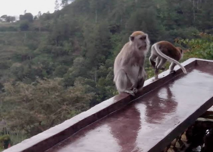 Viral! Pria ini Niat Bagikan Makanan, Malah Apes Diserang Monyet