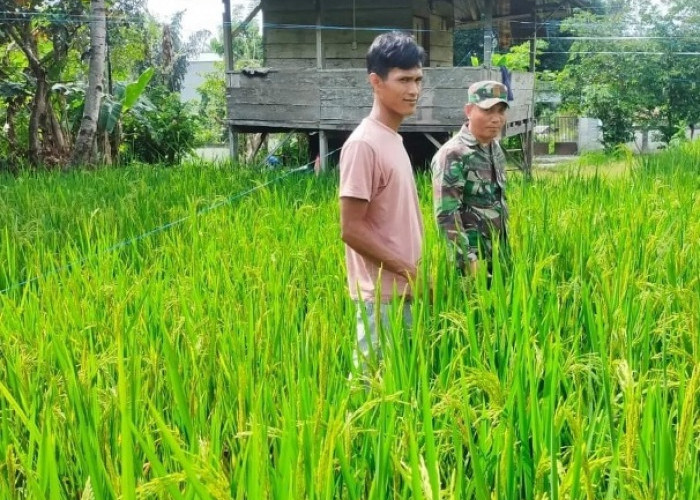   Kodim 0408 Bengkulu Selatan  Lakukan Ini Untuk Sukseskan Swasembada Pangan